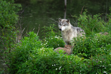 Grey Wolf (Canis lupus) Stands on Island With Pup in Front Summer