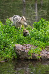 Grey Wolf (Canis lupus) and Pups On Island Summer