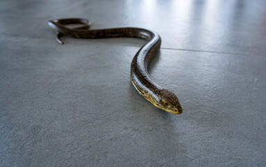 Obraz premium A legless lizard (Pseudopus apodus) crawls on a granite floor