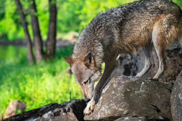 Grey Wolf (Canis lupus) Cautiously Steps Down Rocks Summer