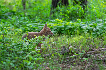 Coyote Pup (Canis latrans) Stands at Forest Edge Summer