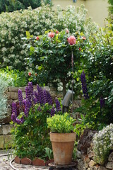 Residential Garden, private garden. Landscape design in home garden, beautiful landscaping in backyard in summer. Beautiful rose plant in full bloom. Beautiful landscaping in Backyard with flowerbed.