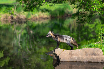 Cross Fox Adult (Vulpes vulpes) Looks Left Across Water Summer