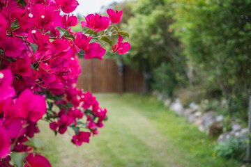 Spring bougainvillea blooms at the doorstep