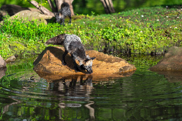 Cross Fox Adult (Vulpes vulpes) Nose to Water Kit in Background Summer