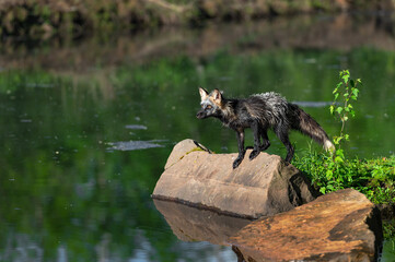 Cross Fox Adult (Vulpes vulpes) Intensely Looks Out Over Water Summer