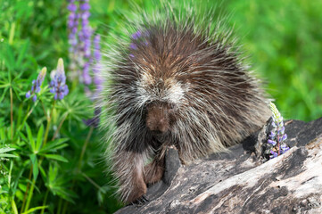 Porcupine (Erethizon dorsatum) Looks Over Spur of Log Summer