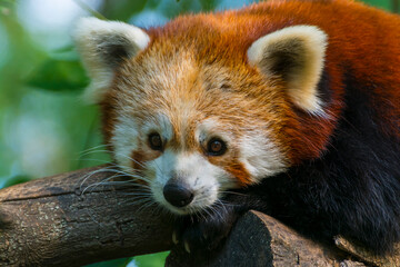 Fototapeta premium Red or Lesser Panda is resting on a tree