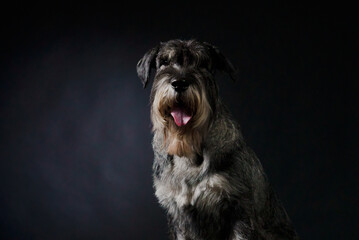 Portrait of a schnauzer sitting in a studio on a black gradient background. The dog looks at the camera with his tongue sticking out. Close up.