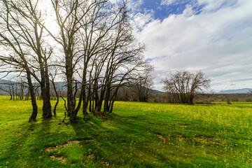 Green meadow with yellow flowers and bare-branched oaks with the sun backlit.