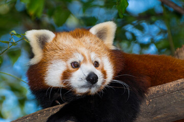 Fototapeta premium Red or Lesser Panda is resting on a tree