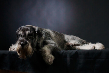 A tired pepper and salt mittelschnauzer lies in the studio on a black gradient background. Close up.