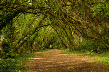 El camino del bosque