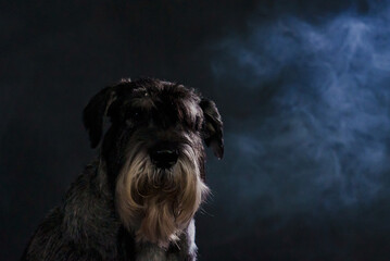 Frontal portrait of a mittel schnauzer in a dark smoky studio on a black background. The pet looks at the camera with a serious gaze. Close up of a dog's muzzle.