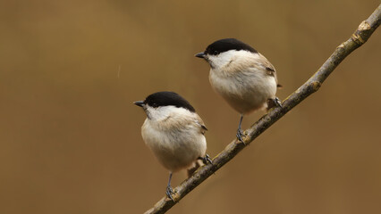 A pair of Marsh tits on a branch, in the rain, on a blurry brown background.