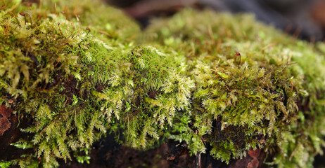 Green lush moss growing on the stumps