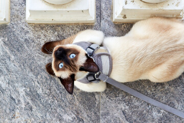 A funny portrait of a Mekong bobtail (Thai (Siamese)) domestic cat with large blue eyes lying and looking at me. Close up. Siamese cat warily watching. Beautiful blue eyes