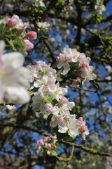 Printemps
