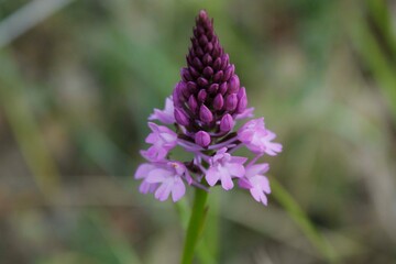 orchidea