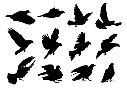 Set of silhouettes of pigeons Bird fly 001