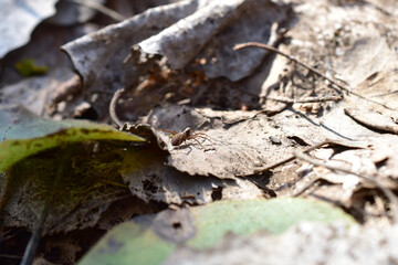 A small gray spider is resting on dry leaves on the ground. High quality photo