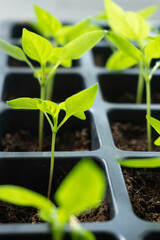 seedlings of cucumbers, tomatoes, peppers and watermelons