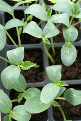 seedlings of cucumbers, tomatoes, peppers and watermelons