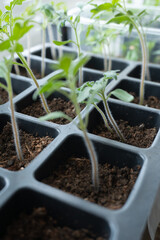 seedlings of cucumbers, tomatoes, peppers and watermelons