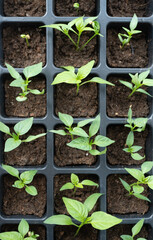 seedlings of cucumbers, tomatoes, peppers and watermelons