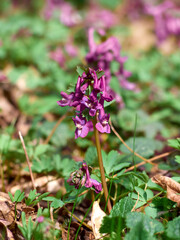 Purple corydalis flowers in forest on early spring