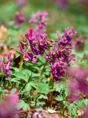 Purple corydalis flowers in forest on early spring