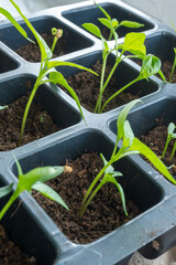 seedlings of cucumbers, tomatoes, peppers and watermelons