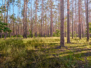 Obraz premium Beautiful landscape of pine forest in summer day.
