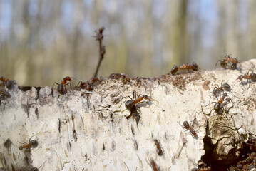 Ants actively crawl in different directions along a birch branch lying on an anthill.