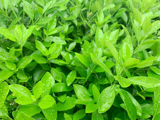 Green leaves filled with spring on a rainy day