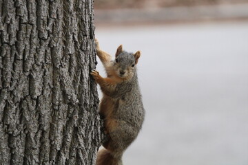 squirrel on a tree