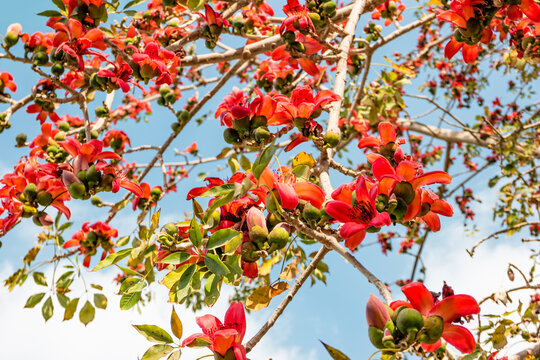 Blooming bombax ceiba or red cotton tree in Cairo, Egypt