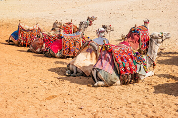 Camels resting near the Egyptian pyramids