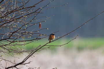 Gartenrotschwanz am Morgen