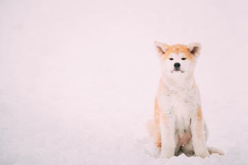 Beautiful Puppy Of Akita Dog Or Akita Inu, Japanese Akita Resting In Snow Snowdrift At Winter Day.