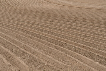 Naklejka premium Sillons dans un champ de pomme de terre