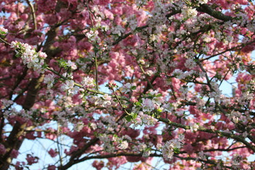 Branchage de fleur de cerisier