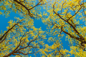 Canopy Of Tall Trees With Young Spring Foliage Leaves. Spring Sunlight In Upper Branches Of Woods In Deciduous Forest. Beautiful Nature. Beauty In Nature. Flora Woods In Deciduous Forest. Beautiful