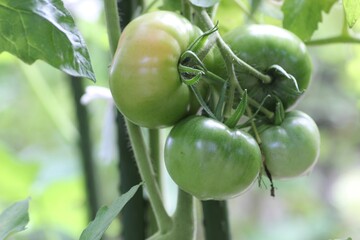 栽培中のトマト