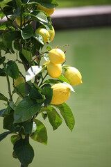 Obraz premium Citronnier