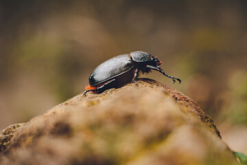 state potato beetle