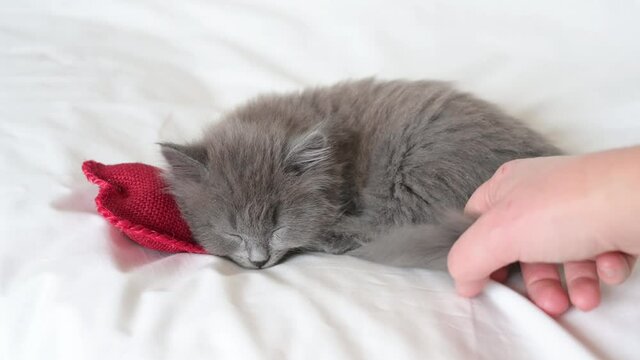 girl hand stroking a gray fluffy kitten cat he sleeps on a white bed on a red pillow in the form of a heart plays with him at home, valentine's day concept