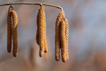 hazel catkins on a branch in the early spring time close up