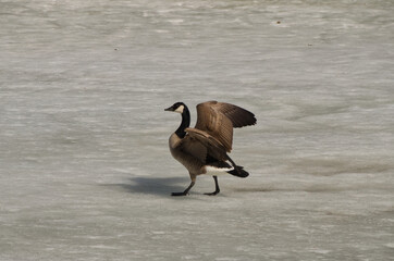 Canada Goose spreading its Wings