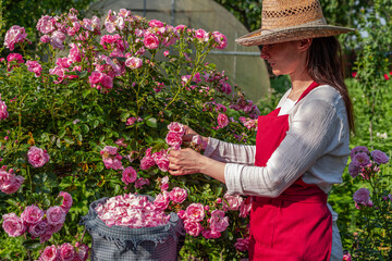 Harvesting rose petals in blooming season. Woman in a straw hat picking flowers near a blossom bush...